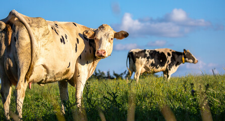 Vache laitière en campagne ruminant les pieds dans l'herbe fraiche et verte.