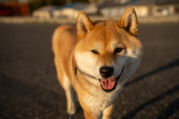 夕陽と笑顔の柴犬