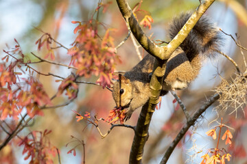 Squirel on a Maple Blossom