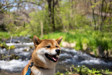 川沿いに佇む柴犬