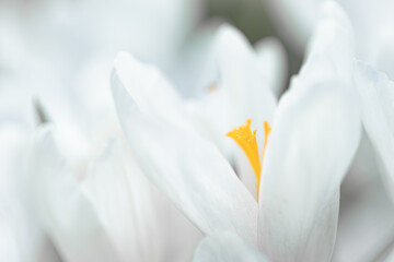 Fototapeta na wymiar Close up of flower white crocus 