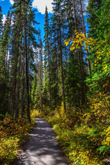 Path in the autumn forest © Kushnirov Avraham
