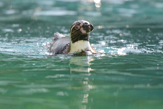 View Of An African Penguin Swimming