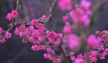 Red peach bouquet in full bloom in spring with out of focus background