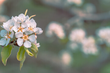 Close-up with the pear flowers in full bloom on a sunny day