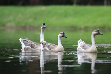 Obraz premium Três ganço nadando livremente no lago, e aos fundos desfocado um gramado.