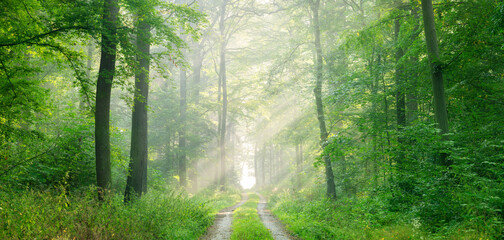 Panorama of Footpath through natural green forest with sunlight through morning fog in summer - 495924790