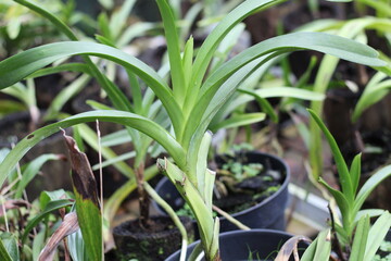 Orchid leaf plants that have not yet appeared flowers