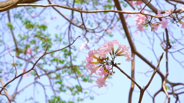 Pink trumpet tree or Tabebuia rosea 