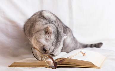 Young cat sitting near open book interested in eyeglasses