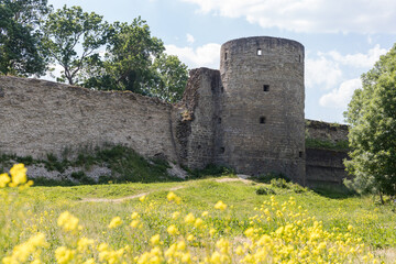 The old fortress tower against the blue sky. Koporye fortress on a green meadow with yellow flowers. Medieval fortress tower. Ancient Castle