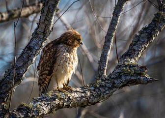 Red-shouldered Hawk on a branch at Cullinan Park in Sugar Land, Texas!