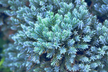Naklejka na ściany i meble Blue spruce branches, close up. Coniferous plant which decorate landscape. Garden shop. Blue spruce and green cypress in garden store.
