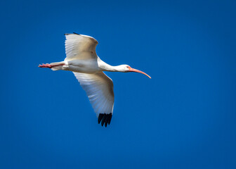 White Ibis flying high in a bright blue sky!