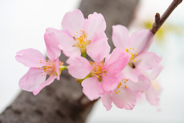 blooming cherry blossom close up in the morning at horizontal composition 8