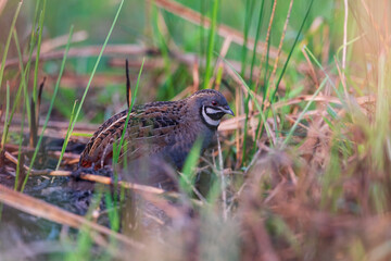 King quail (Synoicus chinensis) lso known as the blue-breasted quail, Asian blue quail, Chinese painted quail, or Chung-Chi at Baruipur grassland, South 24 Parganas, West Bengal, India