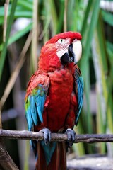 Papagaio do bico branco com cores vermelho azul, verde.
Em um galho