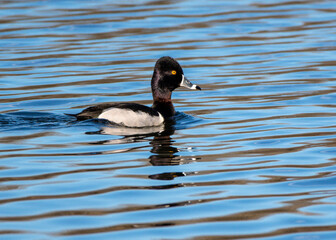 Ring-necked Duck swimming in Pearland!