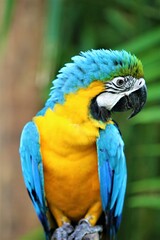 Arara colorida com o verde azul amarelo e branco