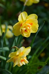 Two double yellow daffodils in flower bed in spring.