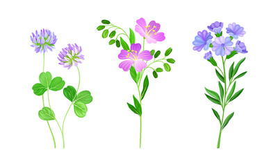 Beautiful blooming pink and purple wildflowers and leaves, meadow plants vector illustration