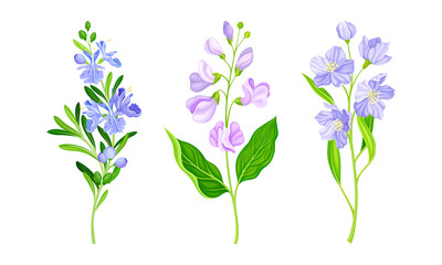 Fototapeta na wymiar Blooming flowers, meadow or garden plants set vector illustration