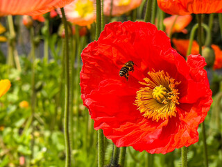 The Honey bee and the bright red Iceland Poppy (Papaver nudicaule) flower