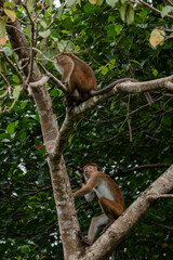A closeup of two Macaques climbing on a tree one by one on a green nature background.