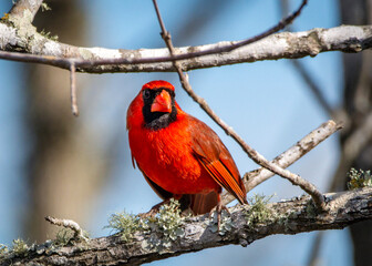 Northern Cardinal perched on a branch in Cullinan Park in Sugar Land, Texas!