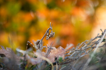 Conehead mantis (Empusa pennata)
