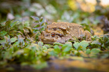European toad (Bufo spinosus) mating amplexus