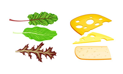 Ingredients for sandwich cooking. Leaves of fresh greens, cheese and bread slices vector illustration