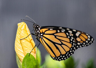 Monarch Butterfly