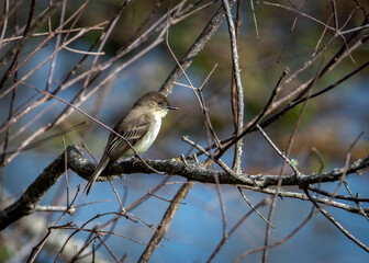 Eastern Phoebe on a branch with water in the background!