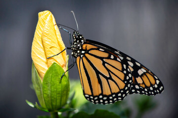 Monarch Butterfly