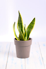 Houseplant sansevieria Laurentii in the pot on the white background.