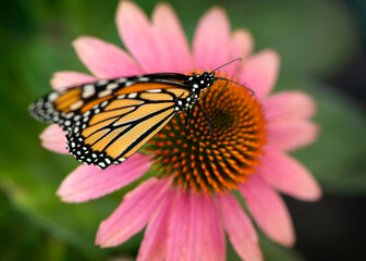 Monarch Butterfly