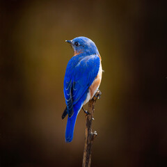 bluebird