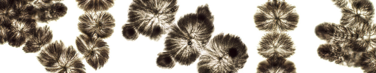 Algae under microscopic view, freshwater red algae, Rhodophyta, Batrachospermum sp. background