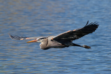 Found in most of North America, the Great Blue Heron is the largest bird in the Heron family.