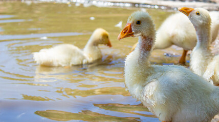 Baby goslings swimming in a pond