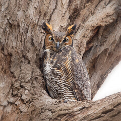 great horned owl