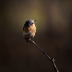 bluebird