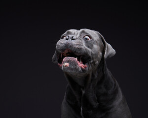 dog with open mouth on a black background. Blue, Gray Intalian Cane-Corso