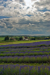 Fototapeta na wymiar Lavender Field Summer Flowers Cotswolds England