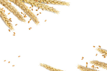 Wheat ears and grain on a white background with space for text. Top view, flat lay