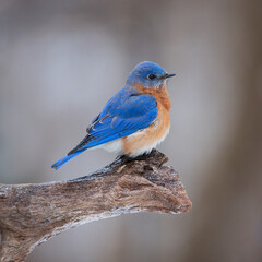 bluebird