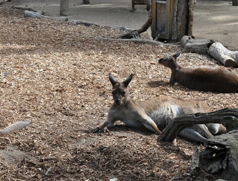 Melbourne Zoo