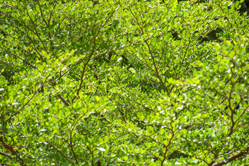 Tropical tree branch and green leaf.