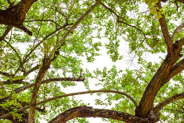 Tropical big tree branch and green leaf.